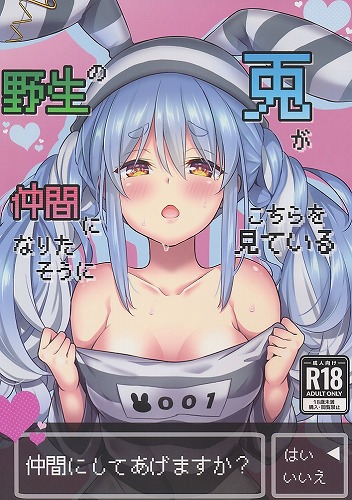 野生の兎が仲間になりたそうにこちらを見ている